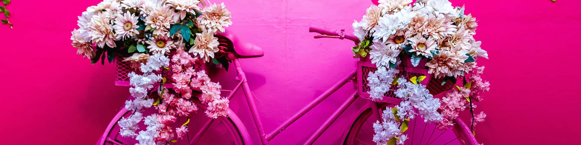 Pink bicycle decorated with flowers on a pink wall in Puerto Plata, Dominican Republic