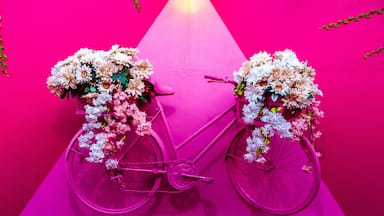 Pink bicycle decorated with flowers on a pink wall in Puerto Plata, Dominican Republic