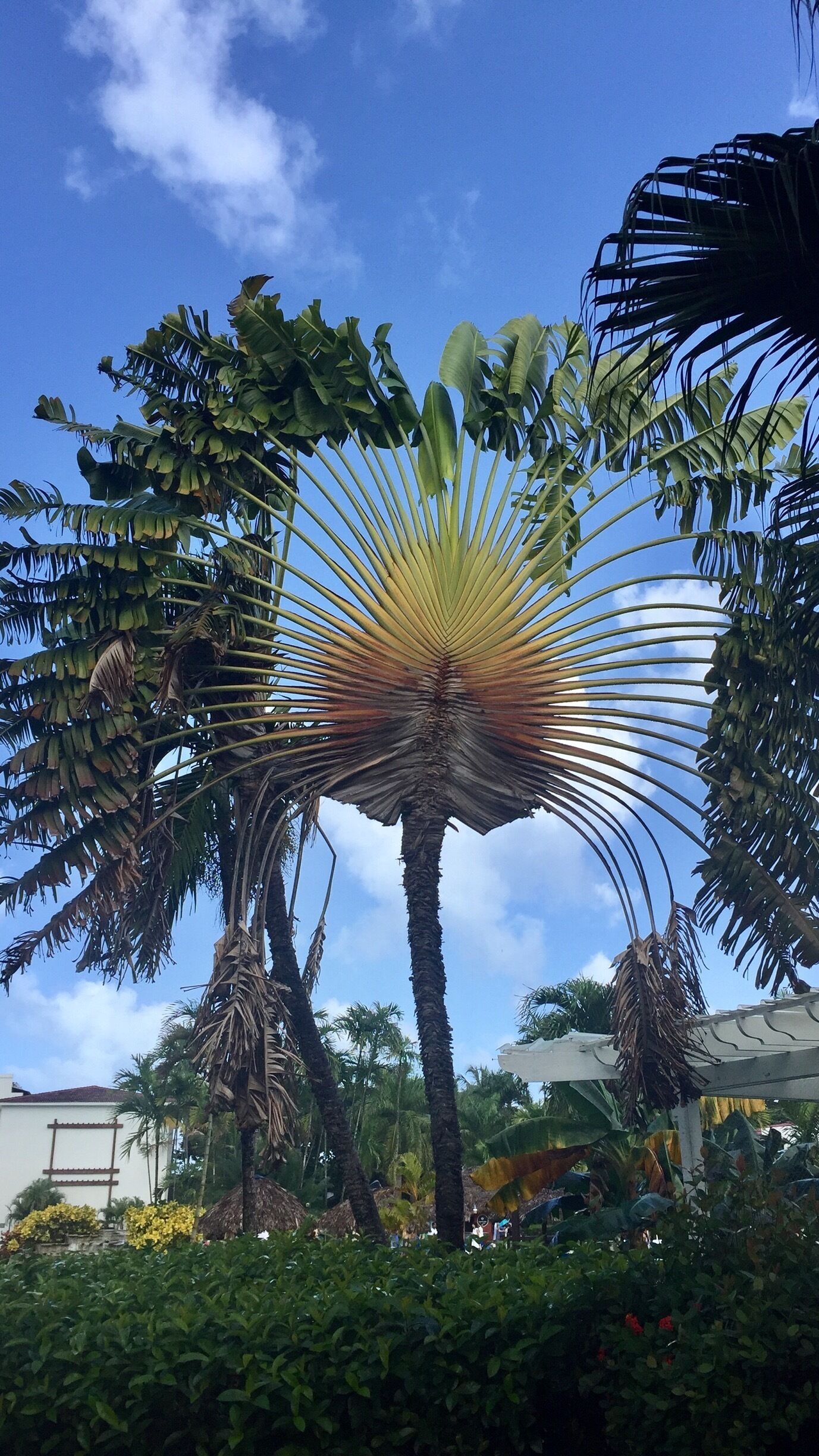 Lovely tree in Puerto Plata 🇩🇴🇩🇴🇩🇴😍😍😍