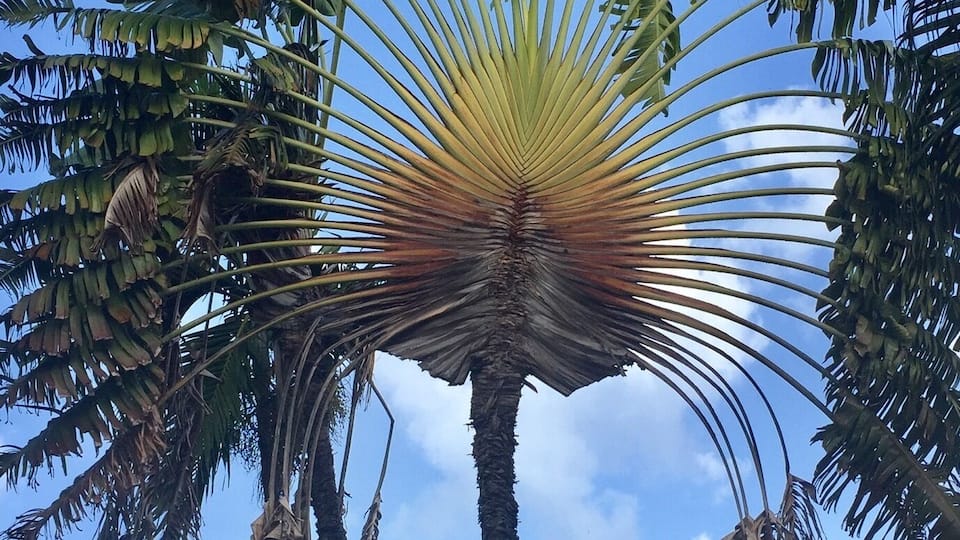 Lovely tree in Puerto Plata đ©đŽđ©đŽđ©đŽđđđ