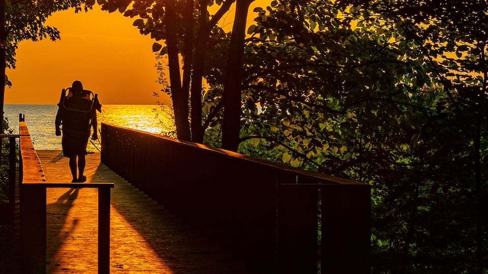 A sunset over a wooden boardwalk with trees on either side.