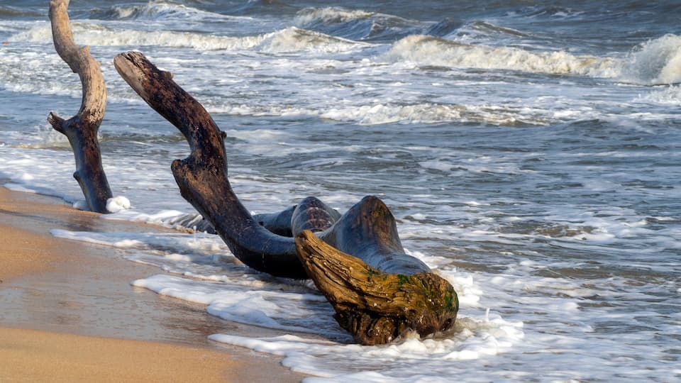 A driftwood sculpture on a sandy beach with waves in the background.
