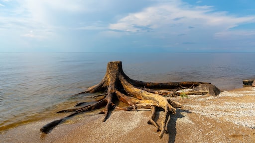 ซอว์เยอร์