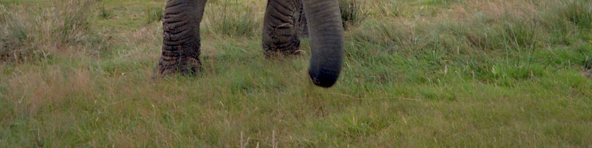 A large elephant walking in a grassy field with another elephant in the background.