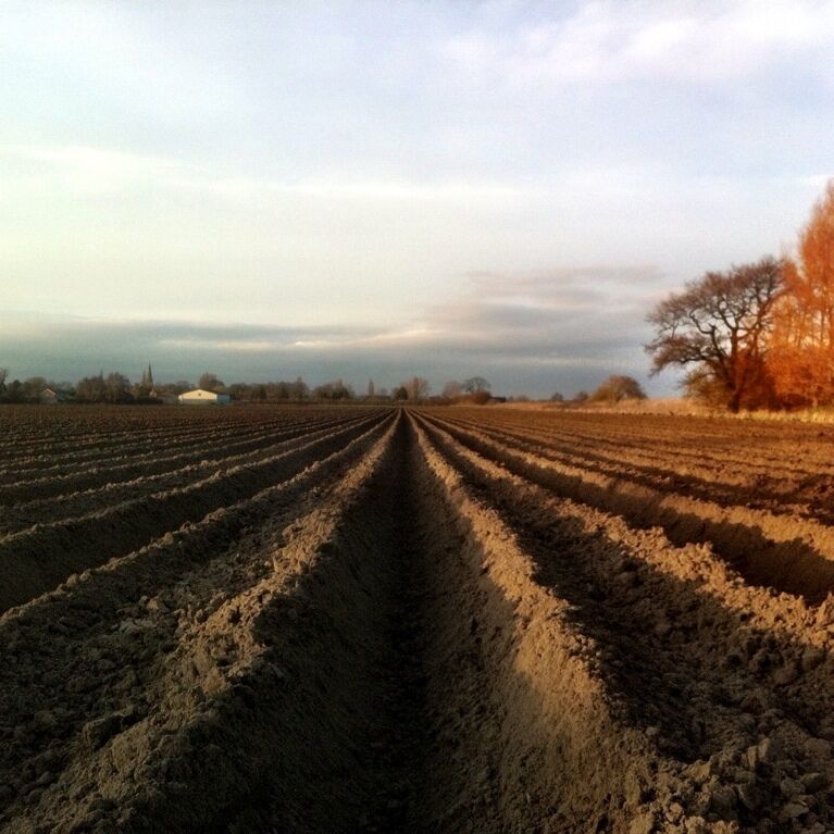 A plowed field with rows extending into the distance, a clear sky, and a leafless tree on the right.