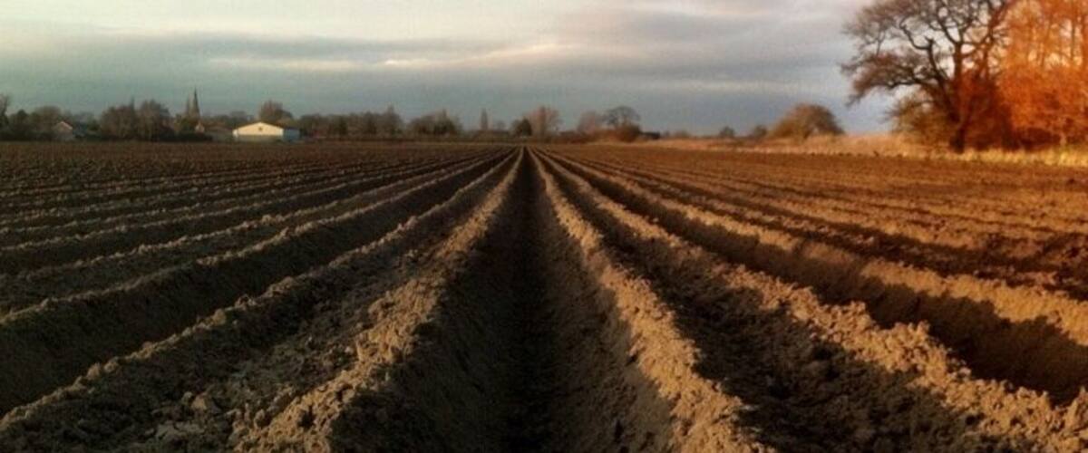 A plowed field with rows extending into the distance, a clear sky, and a leafless tree on the right.