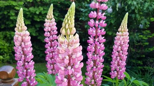 Specimen Lupins