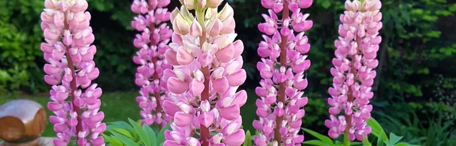 Specimen Lupins