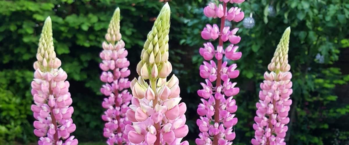 Tall pink lupine flowers in a garden with green foliage.