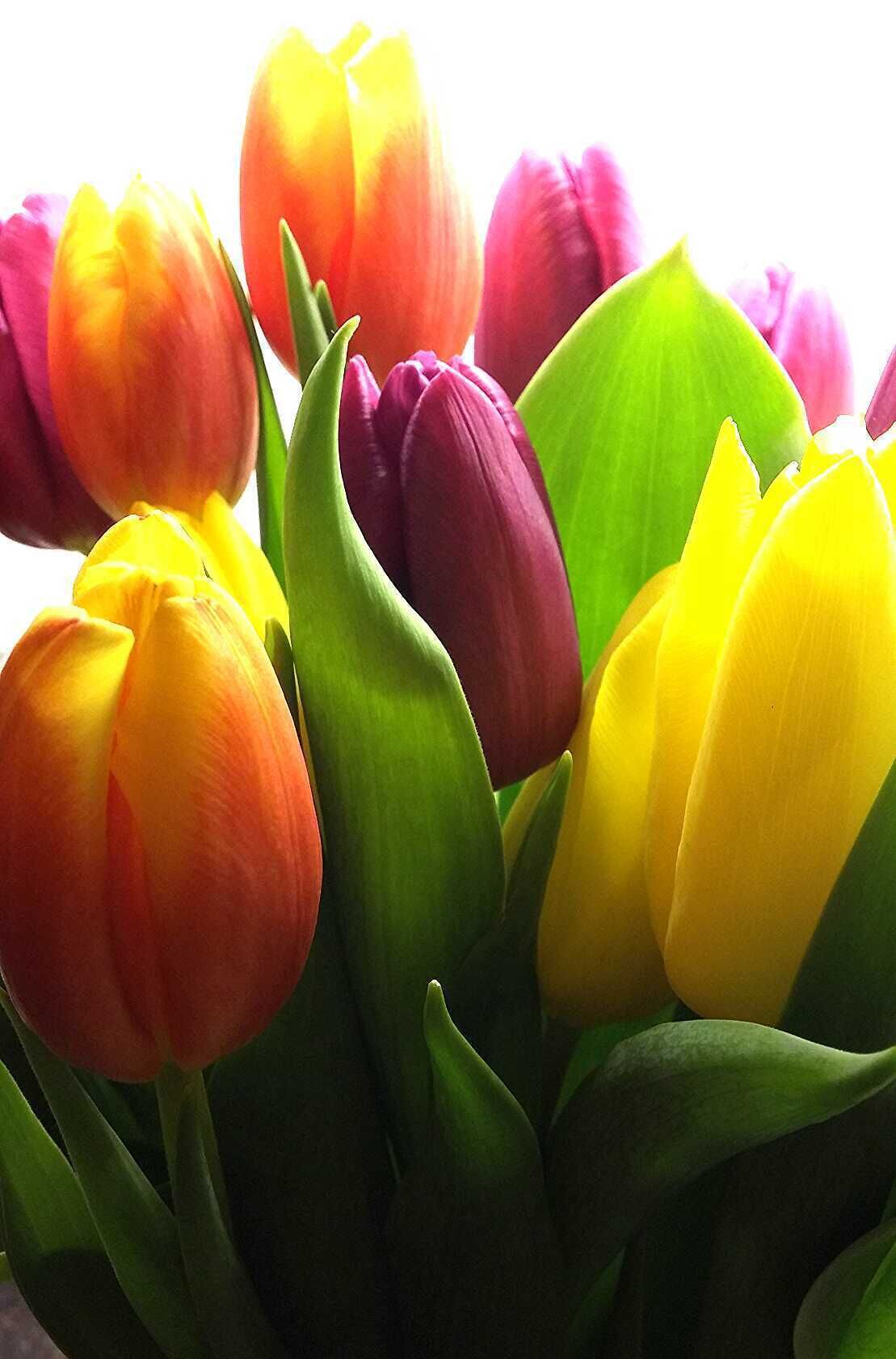 Tulips