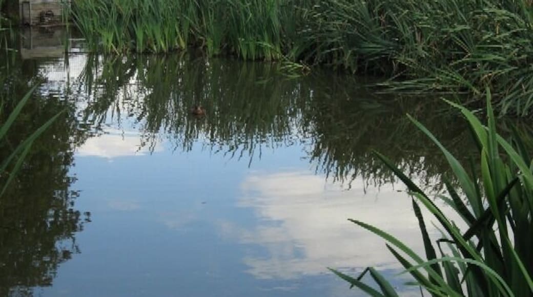 Reflections with a Duck. Osgodby Pond
