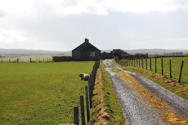 Lone sheep Looking SW down the track to the house. Is that a guard sheep?