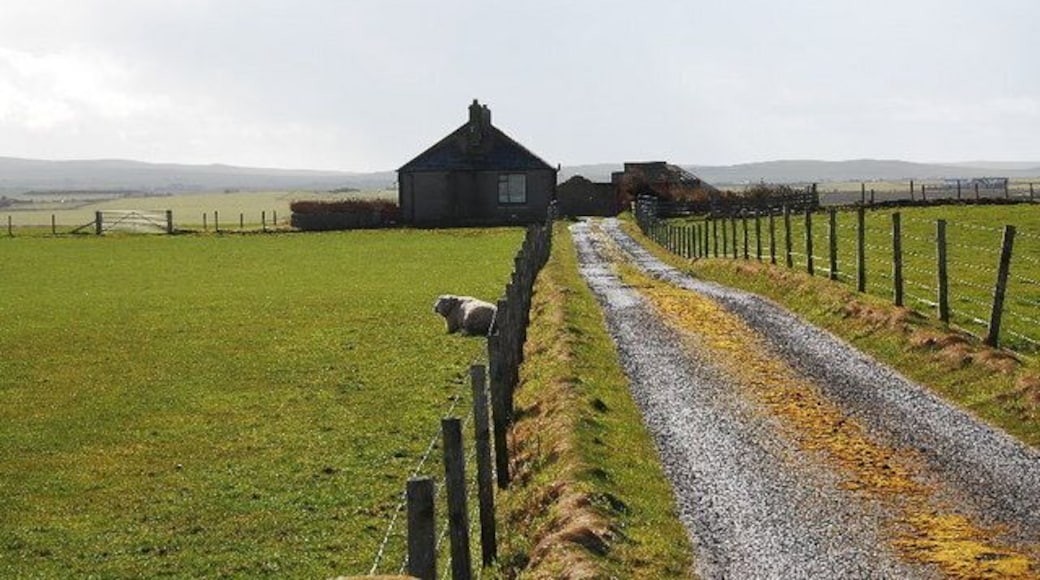 Lone sheep Looking SW down the track to the house. Is that a guard sheep?