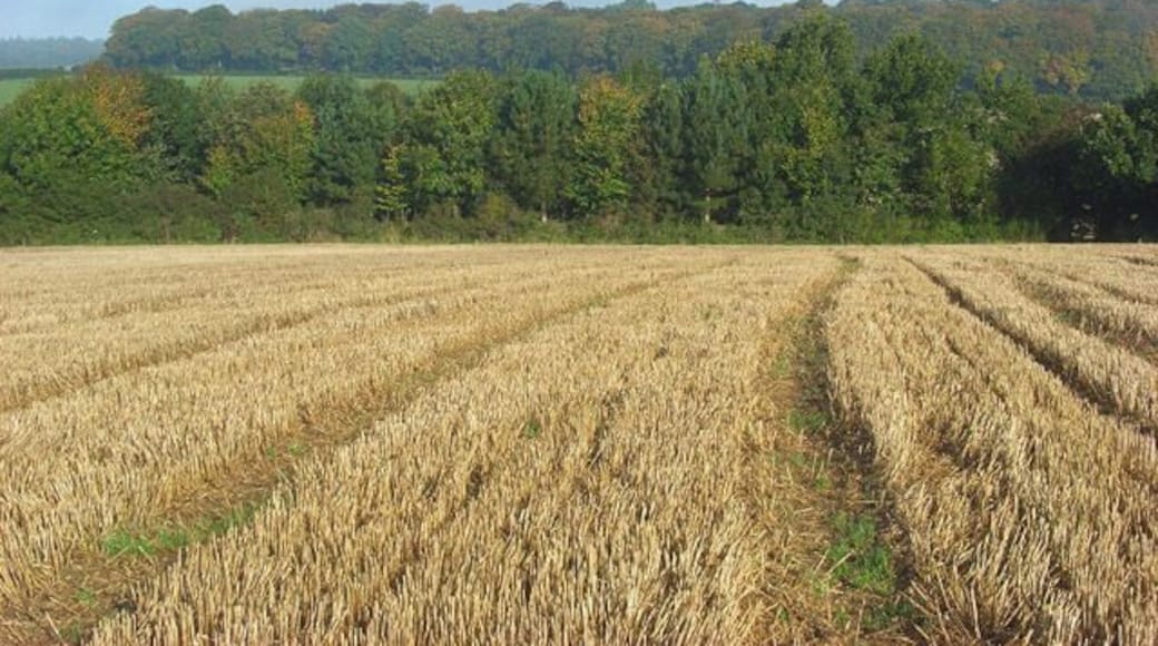 Farmland, Stokenchurch The view towards Stockfield Wood from beside the footpath northwest of the village centre. The trees in the foreground occupy a small triangular area between the arable field and pasture below.
