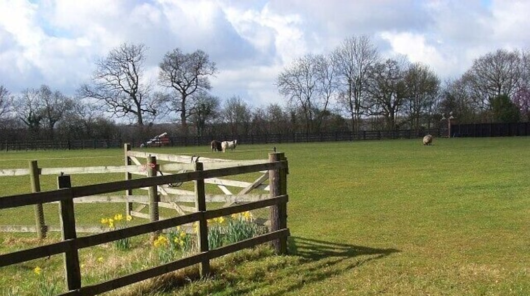 Pasture, Stokenchurch Beside the entrance to Studdridge Farm. The trees are beside Ibstone Road.