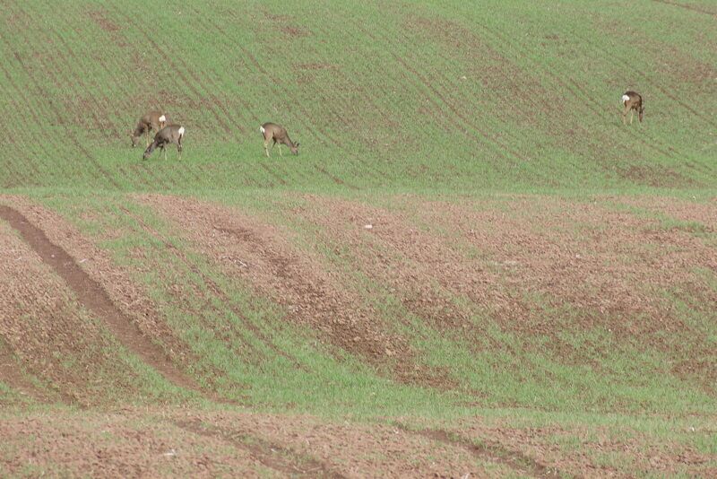 Roe Deer (Capreolus capreolus), Stanley These Roe Deer, calmly feeding in crops in the late morning, were just a few metres away from the screaming kids at Active Kid adventure playground.