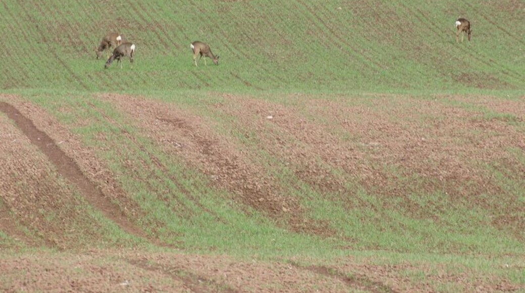 Roe Deer (Capreolus capreolus), Stanley These Roe Deer, calmly feeding in crops in the late morning, were just a few metres away from the screaming kids at Active Kid adventure playground.