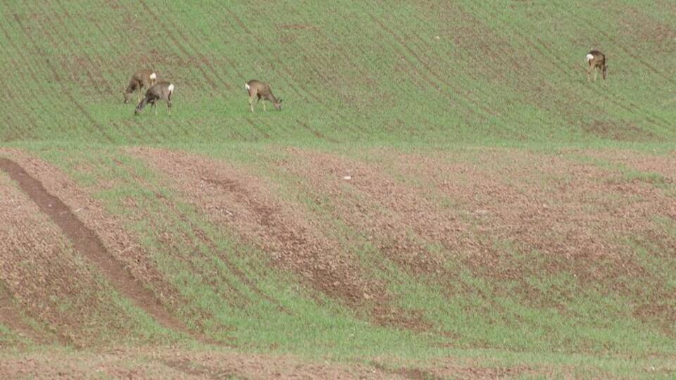 A hilly landscape with grazing deer.