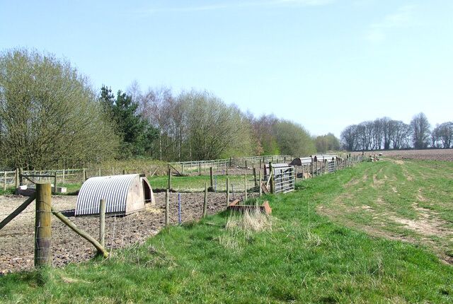 Pig Pens, Essington Fruit Farm, Staffordshire There are several small enclosures here, each with a sty, and today most of them were being occupied by one pregnant sow. Piglets are a great attraction at the fruit farm......as is the home cured bacon....The M54 motorway runs along the trees to the left.