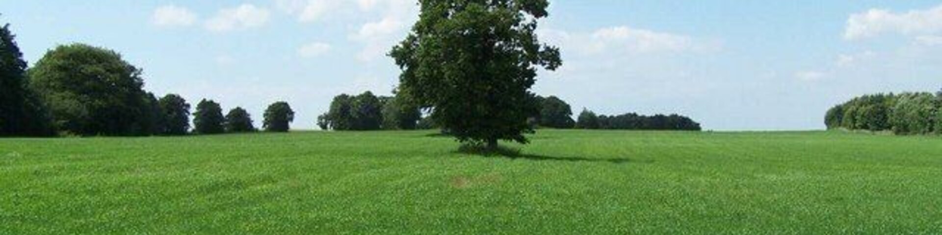 Un campo cubierto de hierba con un árbol solitario en el centro y un cielo azul despejado.