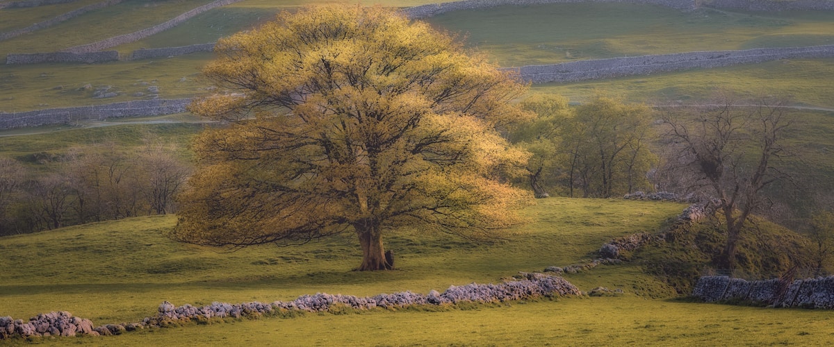 Un árbol en un campo con muros de piedra y cielo nublado.