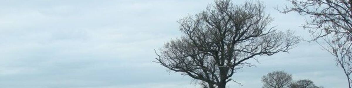 Johnstons Road, leading to Ashfields.