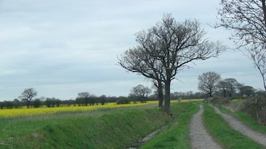 Um caminho rural com uma vala arborizada, um campo de flores amarelas e céu nublado.