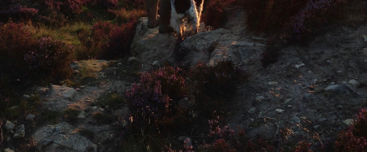 A person and a dog on a rocky path with heather fields and a sunset in the background.