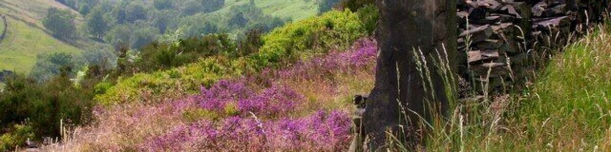 Royd Edge Clough. Royd Edge Clough drains the western side of West Nab above Meltham.
