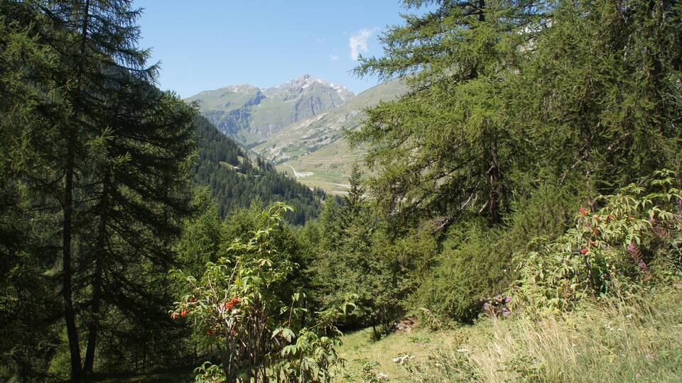A mountainous landscape with dense forests and a valley.