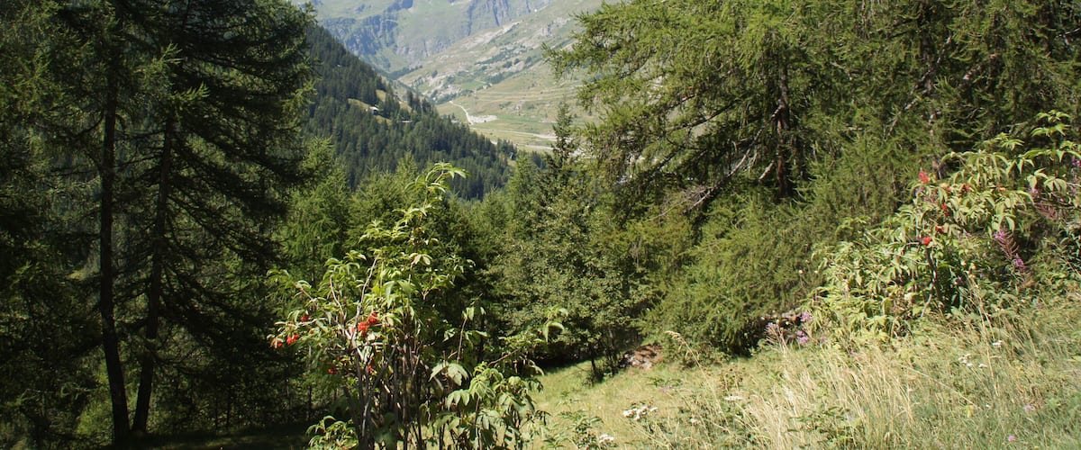 A mountainous landscape with dense forests and a valley.