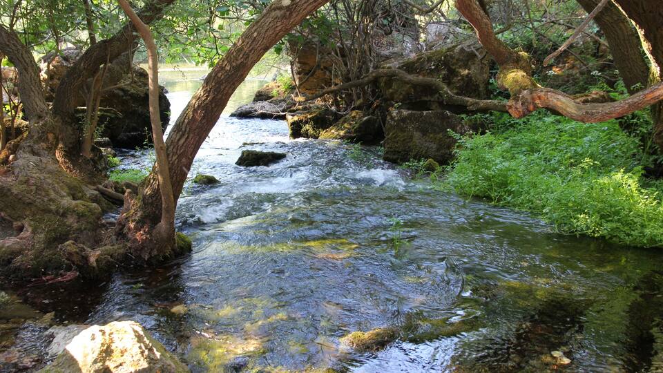A clear stream flowing through a forest with rocks and moss-covered trees.