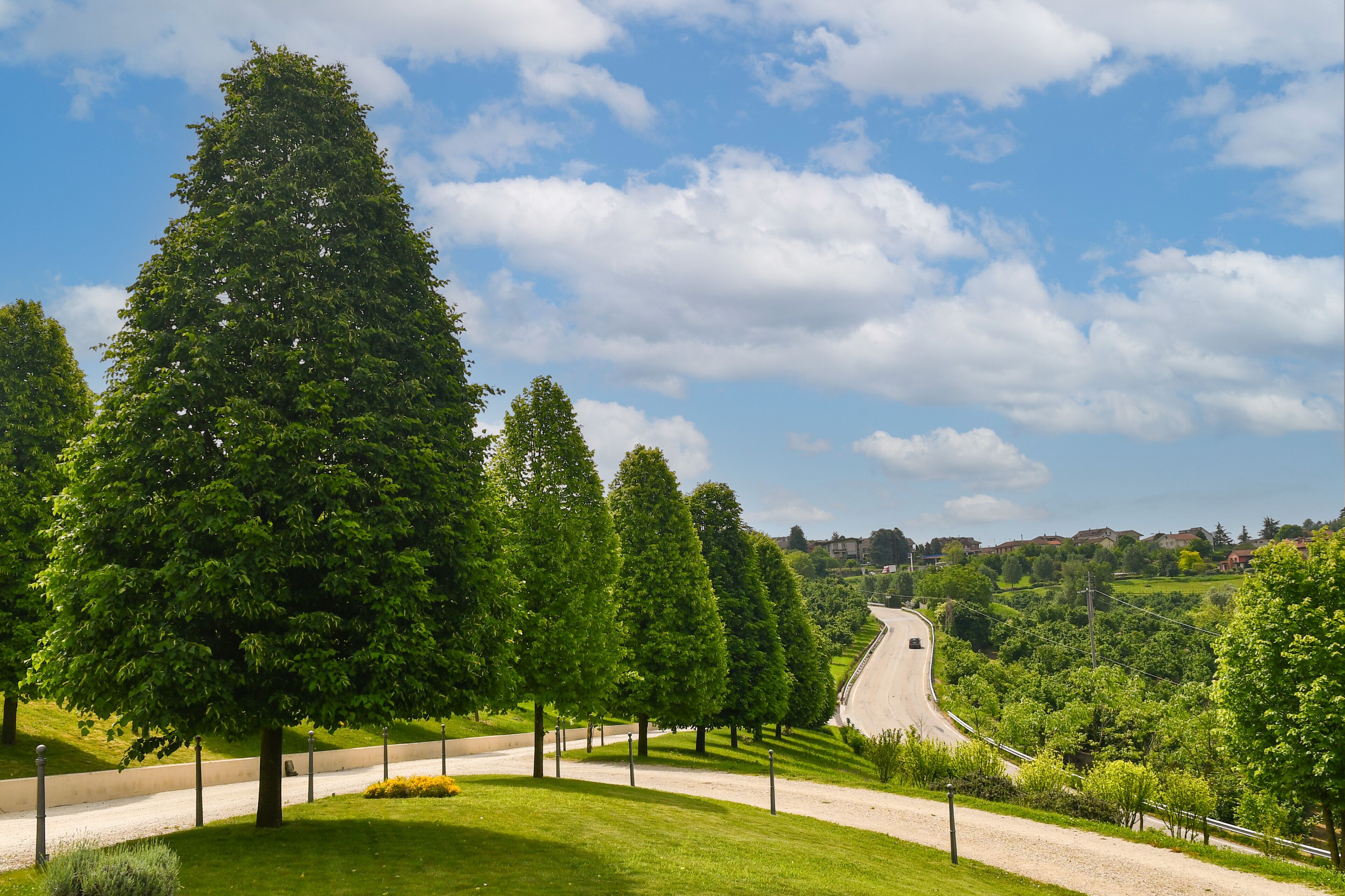 An avenue of lime trees on the hill with a winding road in the background in spring, Benevello, Cuneo, Piedmont, Italy