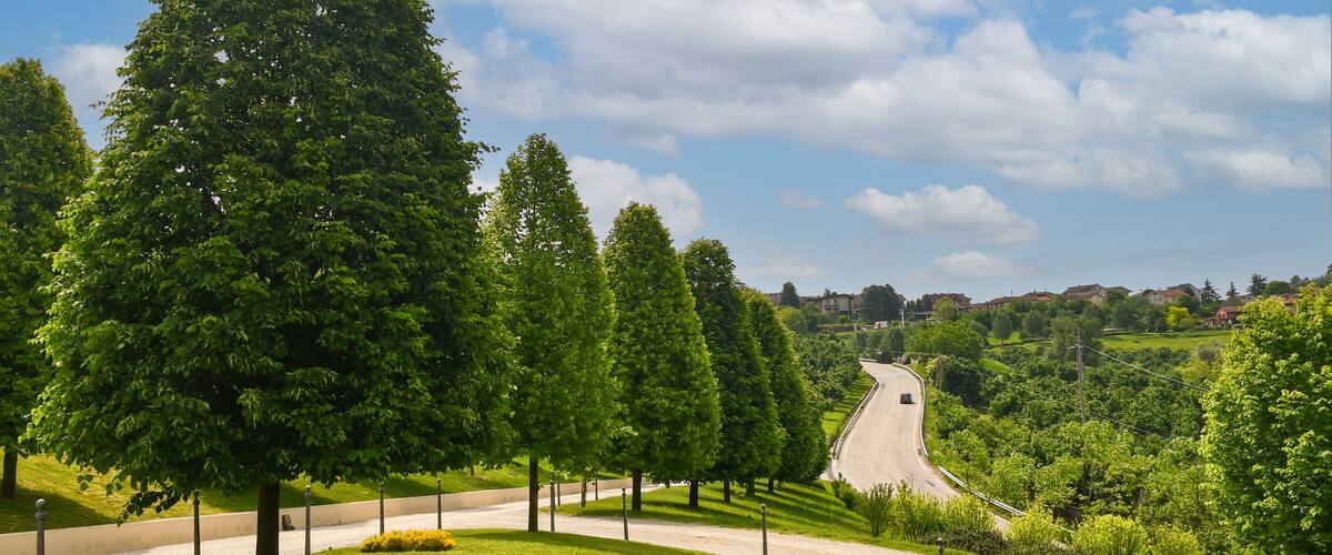 A winding road through a park with tall trees and a clear blue sky.