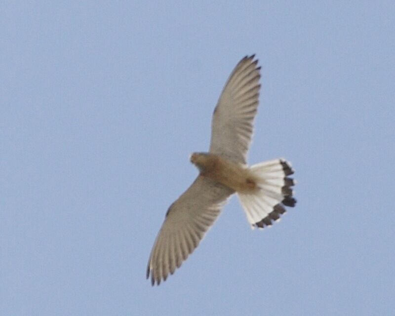 Lesser Kestrel Falco naumanni Local namr: Grillaio Location: Altamura, Apulia, Italy June 6, 2008 Looking up on the streets of Altamura one sees not the usual feral pigeons, the bane of cities, but graceful kestrels. This is a testimony of the success of a remarkable project , more about it here www.nandoperettifound.org/en/page.php?project=116&pag... For those able to read Italian you may want to try this site: www.argonauti.org/birds/speciebirds/grillaio.html Listed as Vulnerable: www.iucnredlist.org/search/details.php/8464/all www.birdlife.org/datazone/search/species_search.html?acti... Walking around for a mere 15 minutes I must have seen at least 20 different individuals soaring over the roof tops and then gliding in to land on (or rather under) the rooftops. 690V7547