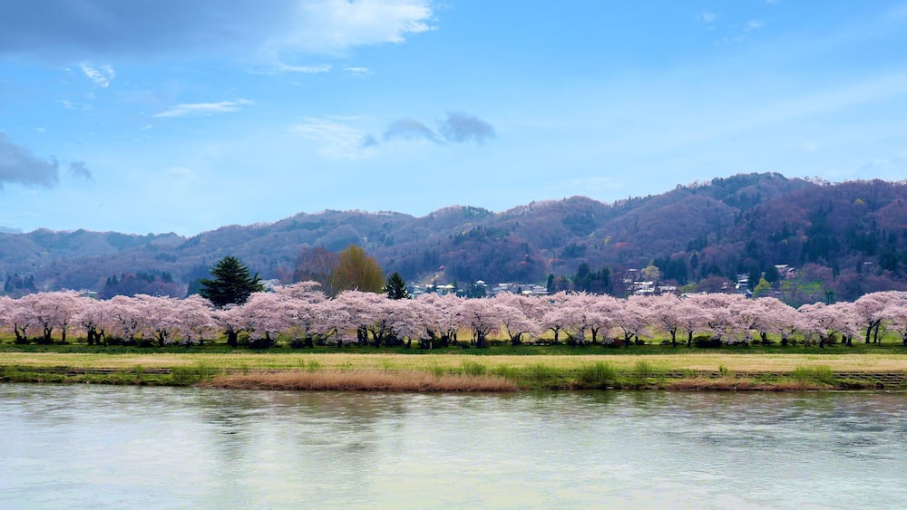 A row of beautifully blooming cherry trees in Kitakami Tenshochi Park in Iwate, Japan.