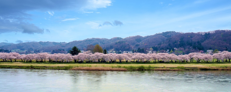 A row of beautifully blooming cherry trees in Kitakami Tenshochi Park in Iwate, Japan.