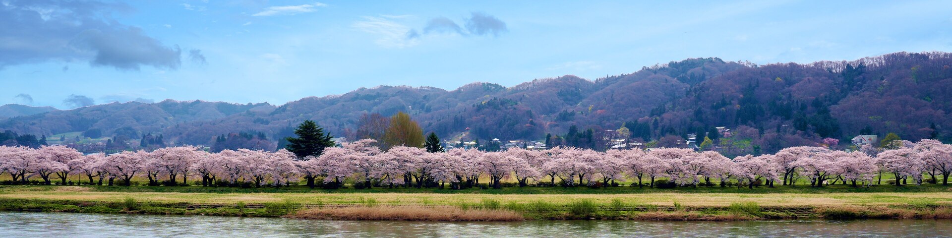 A row of beautifully blooming cherry trees in Kitakami Tenshochi Park in Iwate, Japan.