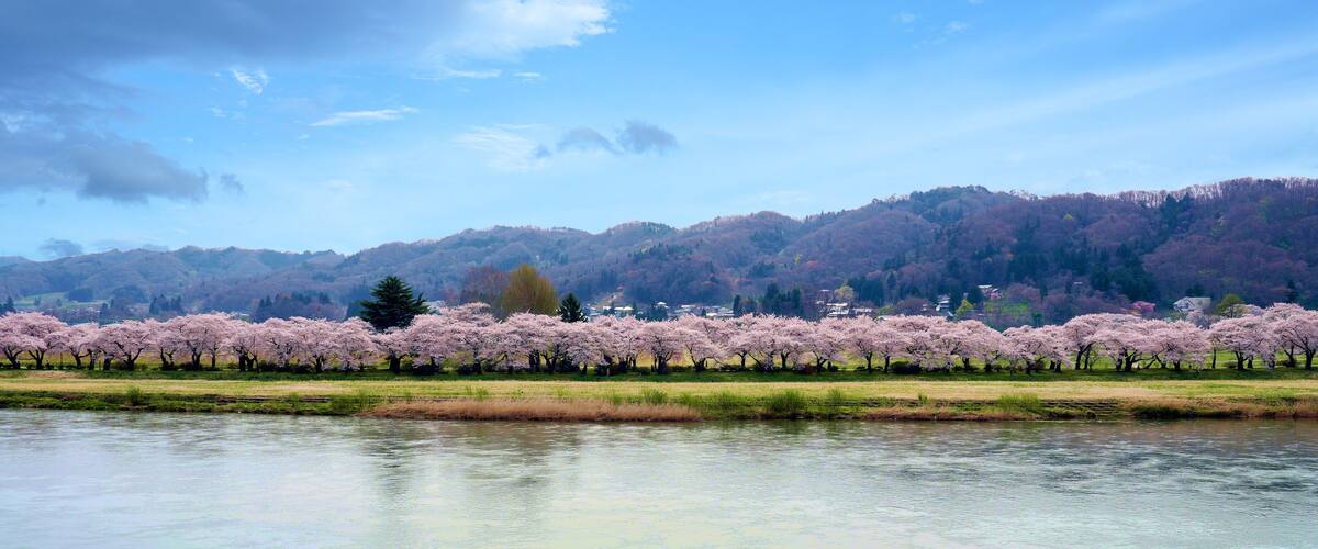 A river with cherry blossom trees in full bloom along the riverbank.
