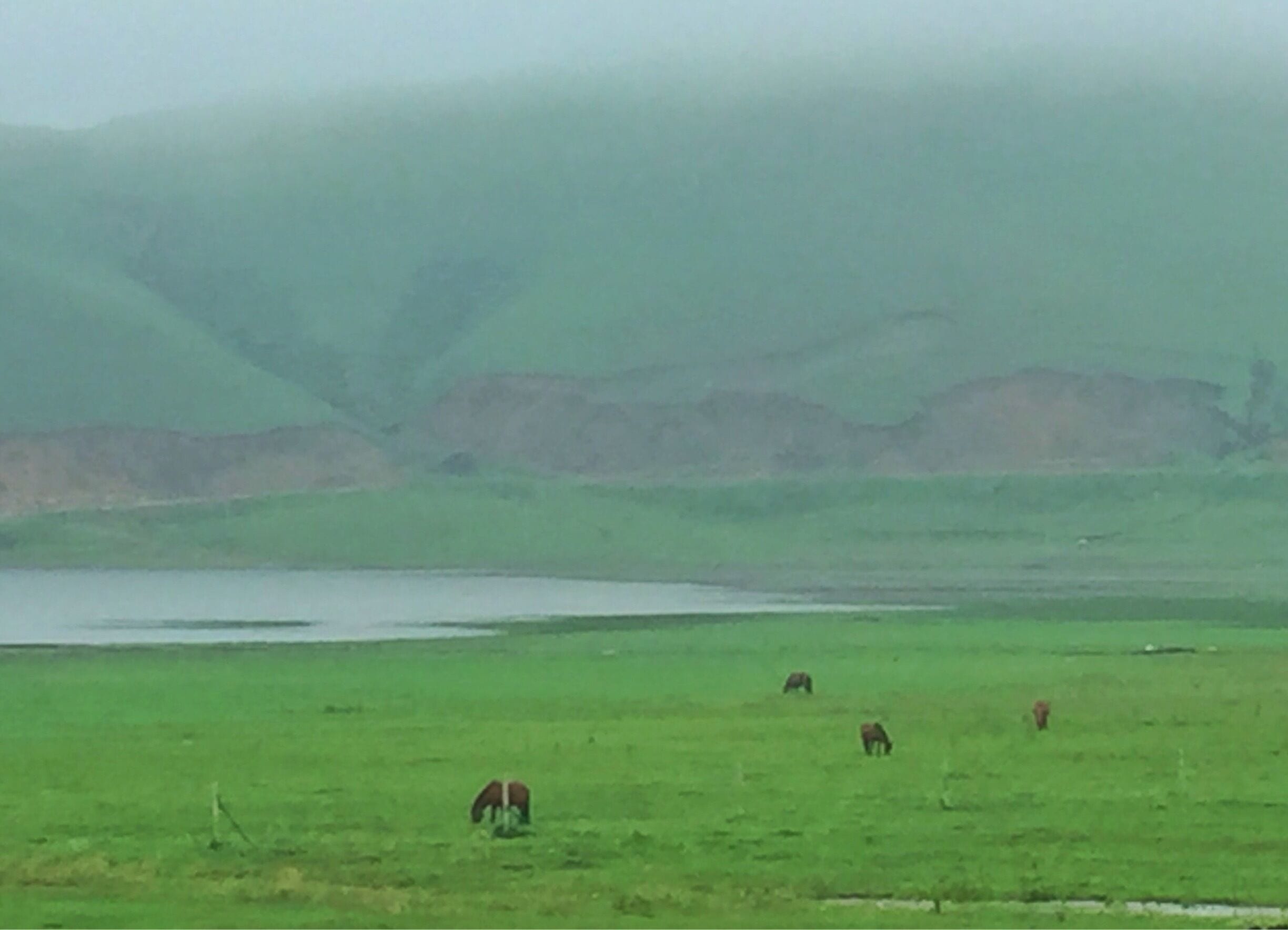 Just after a heavy rain，horses wandering at the flood land.