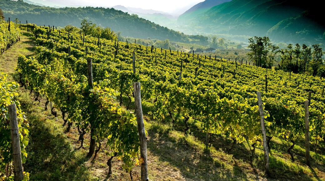 the hills full of vineyards of Santo Stefano Belbo, the area of Muscat wine in Piedmont, immediately after the harvest in autumn