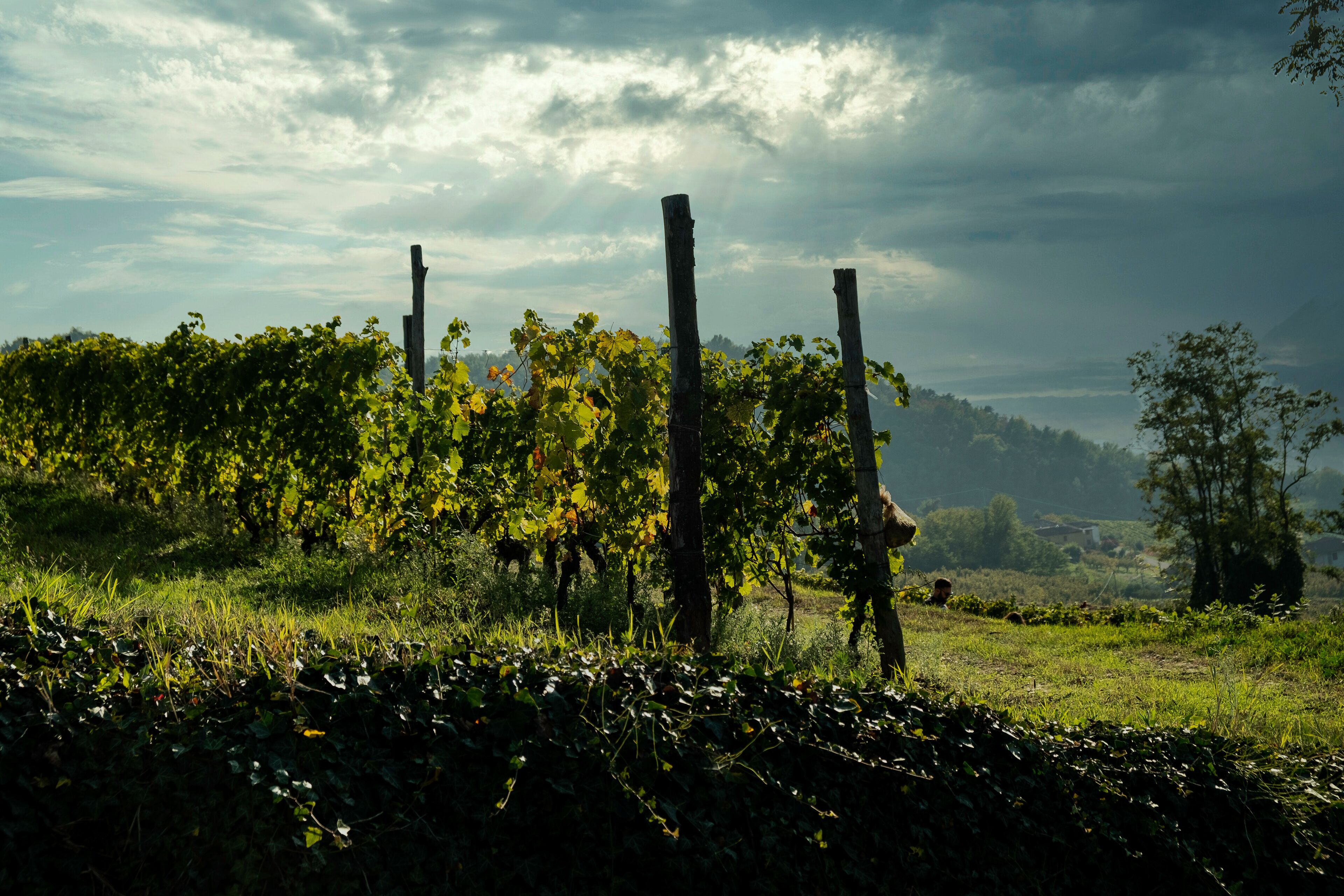 the hills full of vineyards of Santo Stefano Belbo, the area of Muscat wine in Piedmont, immediately after the harvest in autumn