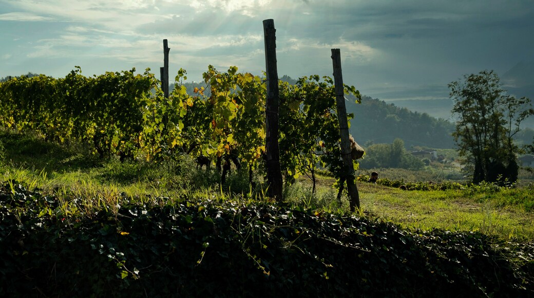 the hills full of vineyards of Santo Stefano Belbo, the area of Muscat wine in Piedmont, immediately after the harvest in autumn