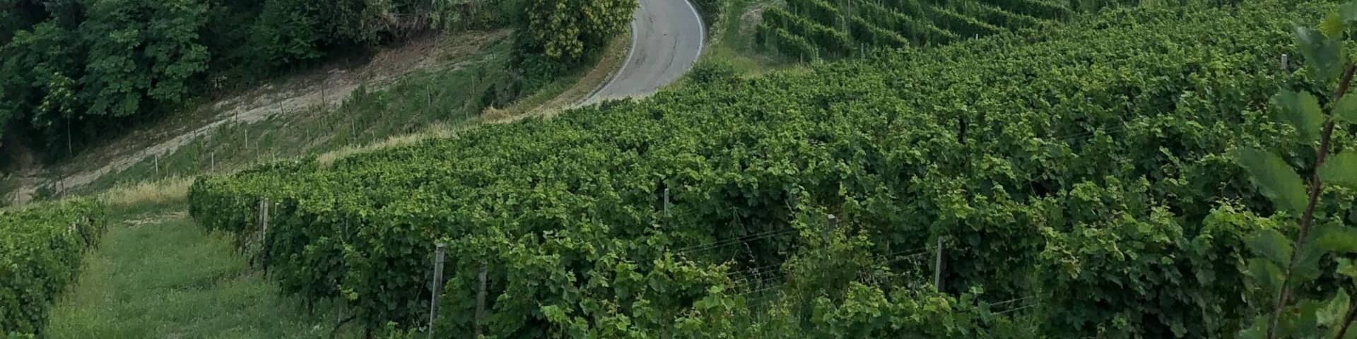 A vineyard with rows of grapevines, a winding road, and distant hills under a cloudy sky.