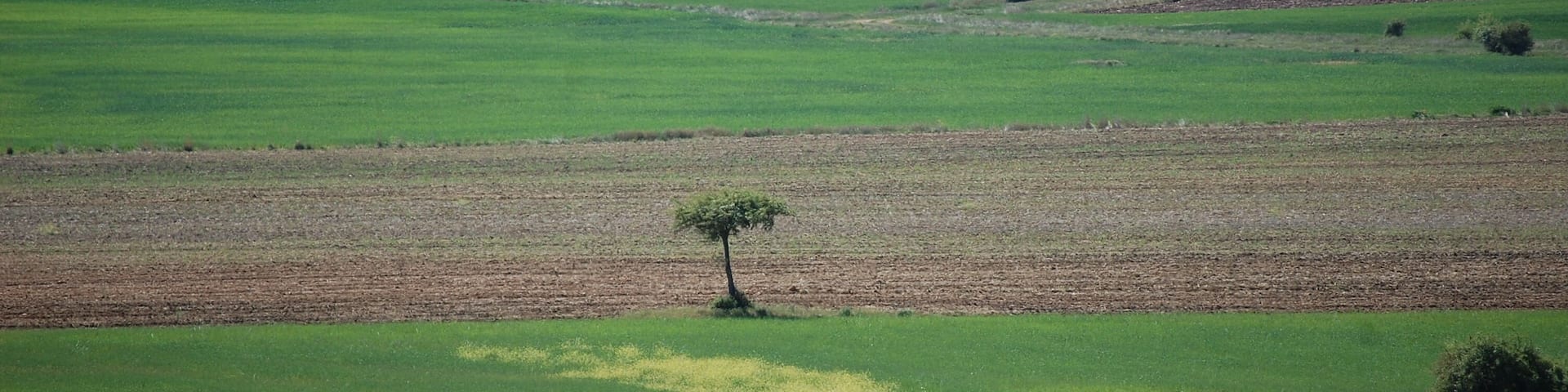 Arbol
