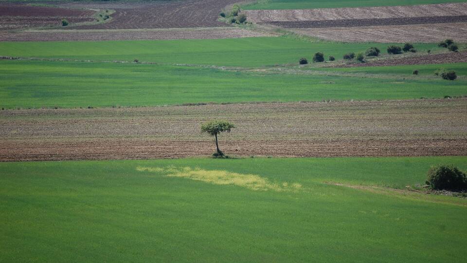 A vast agricultural landscape with rows of crops and a solitary tree in the foreground.