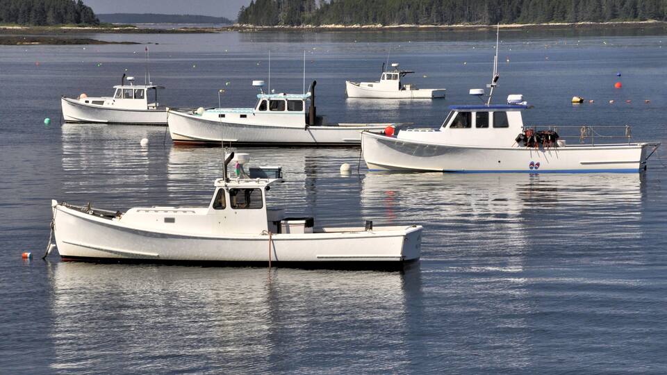 Several white boats docked on calm water with a forested shoreline in the background.