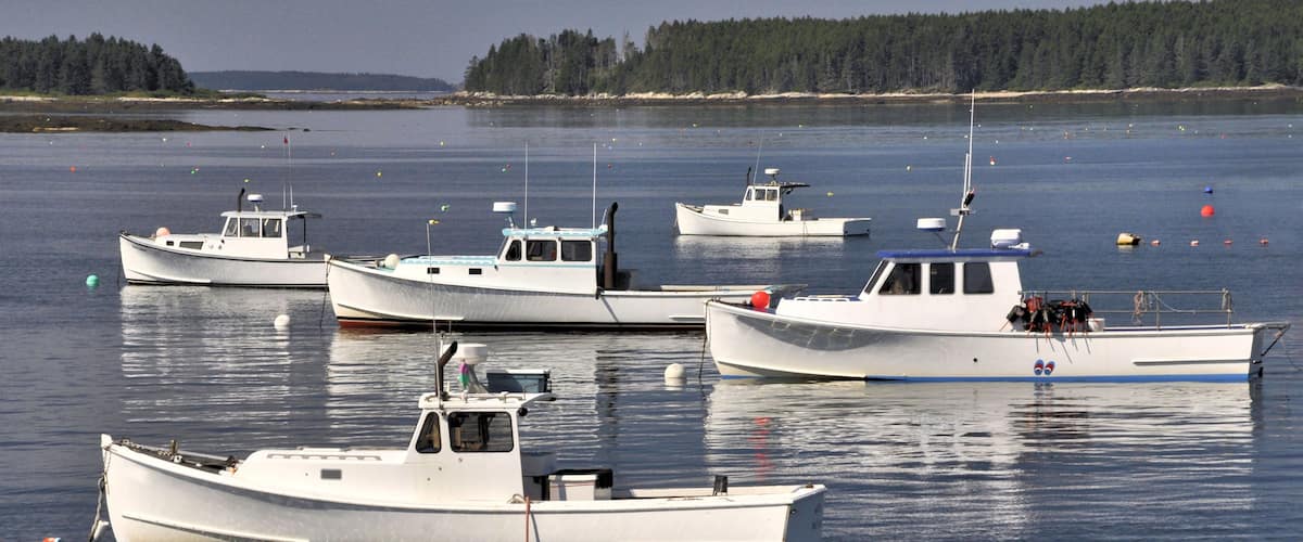 Several white boats docked on calm water with a forested shoreline in the background.