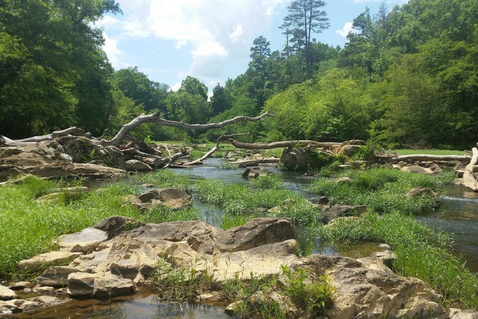 A river with rocks and fallen trees, surrounded by lush green forest.