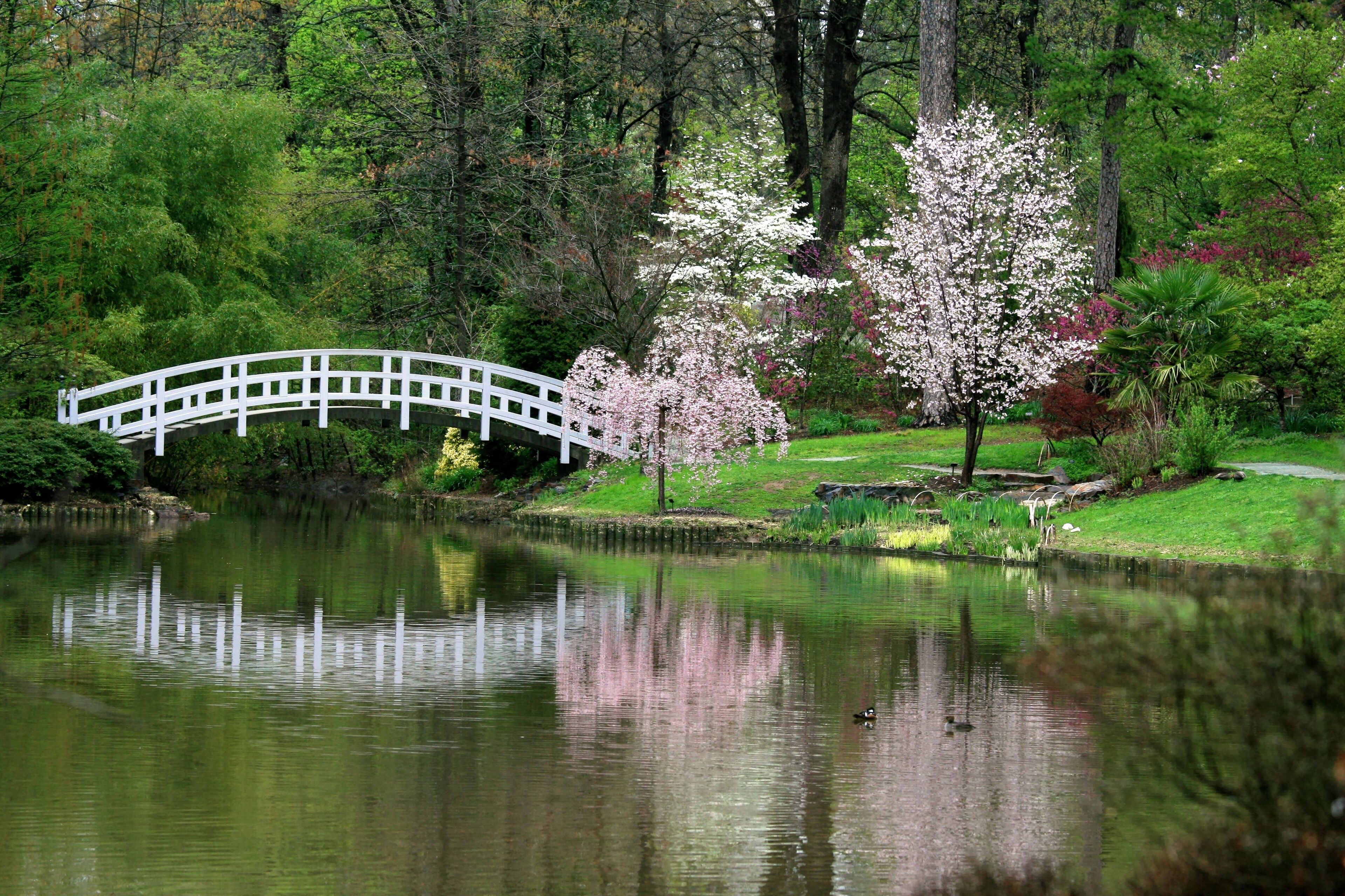 A white bridge over a calm pond, surrounded by lush greenery and blooming cherry trees.